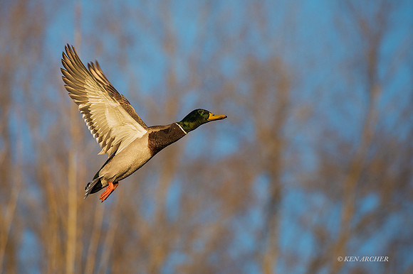 MDFL05672 - Mallard Duck