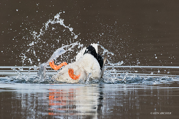 MDDK01635 - Mallard Duck