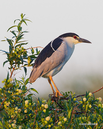 Black-crowned Night Heron - ARSB00840