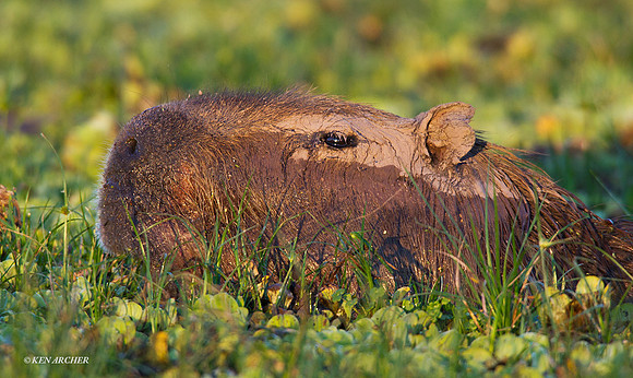 Capybara - ARML00017