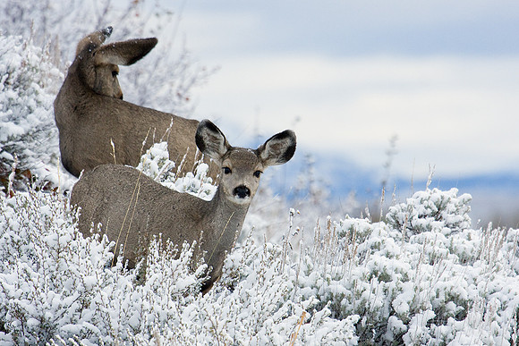 MLDR00091-Mule-Deer