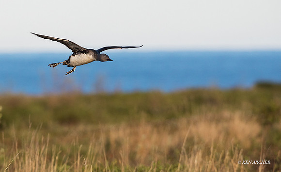 NMRL01899 - Red-throated Loon
