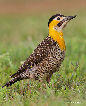 Field Flicker - ARBD01784