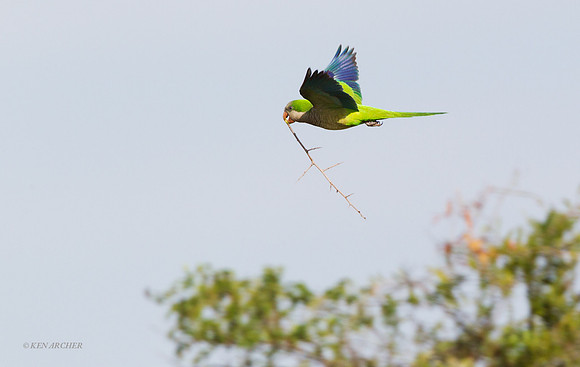 Monk Parakeet - ARBD00668