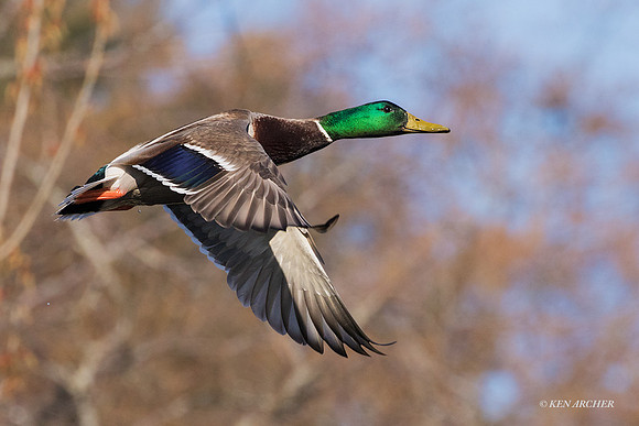 MDFL05953 - Mallard Duck