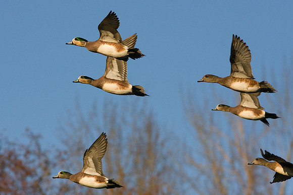 WNFL00924-Widgeon-Duck