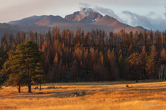 EK13380 _ Rocky Mountain Elk