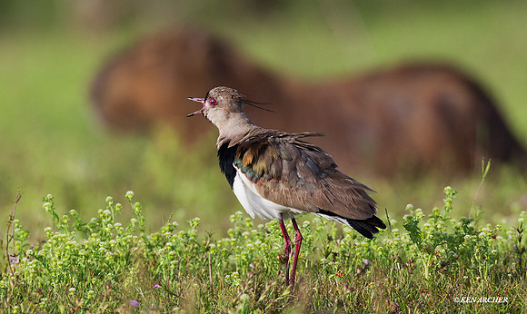 Southern Lapwing - ARSB00674