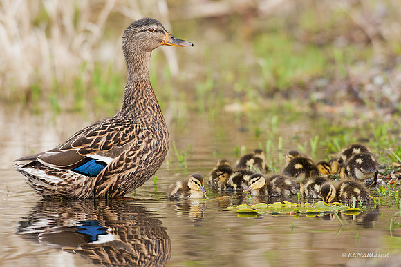 MDLG00372 - Mallard Ducklings