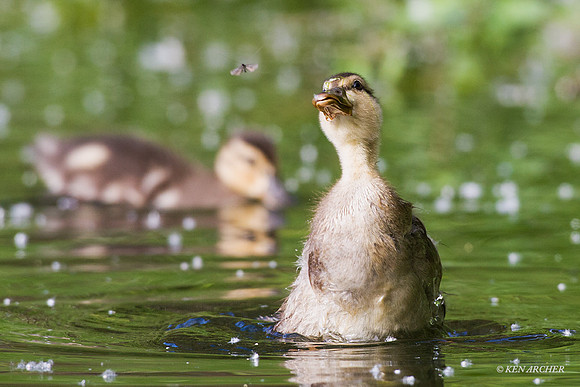 MDLG00461 - Mallard Ducklings
