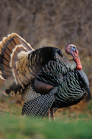 MMTY440811 Merriam's Tom Turkey