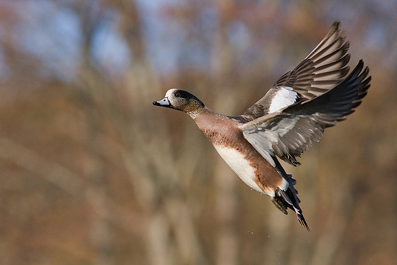 WNFL00658-Widgeon-Duck