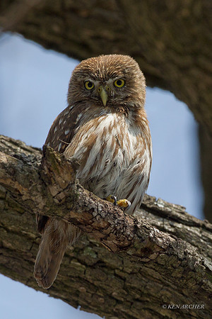 Pygmy Owl - ARRP00013