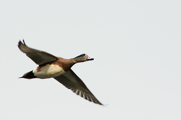 WNFL00926-Widgeon-Duck