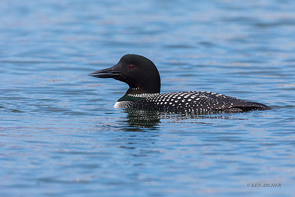 CMLN00177 - Common Loon