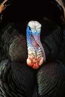 MMTY440779 Merriam's Tom Turkey