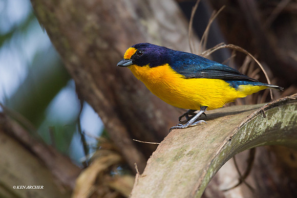 Violaceous Euphonia - ARBD01349