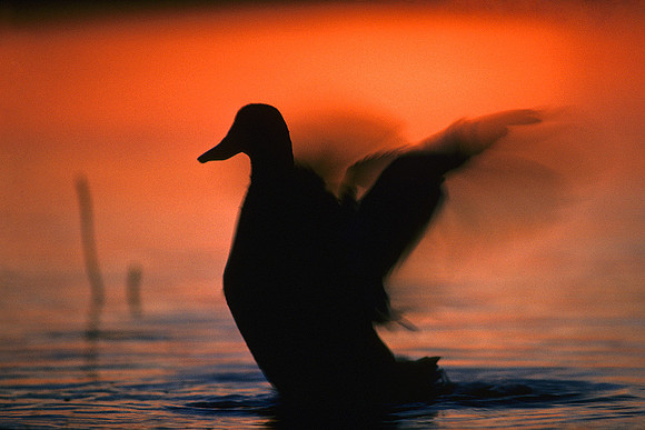 Mallard Duck
