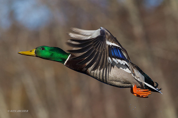 MDFL05087 - Mallard Duck