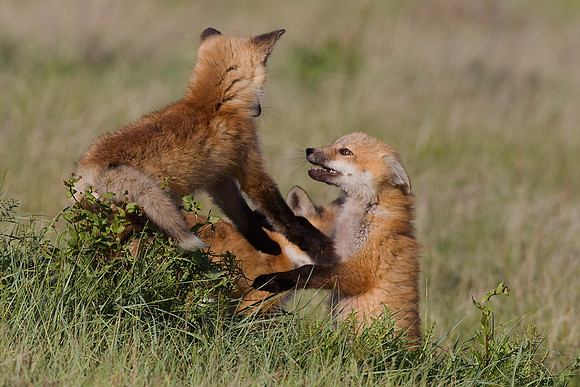 RF00214-Red-Fox-Kit