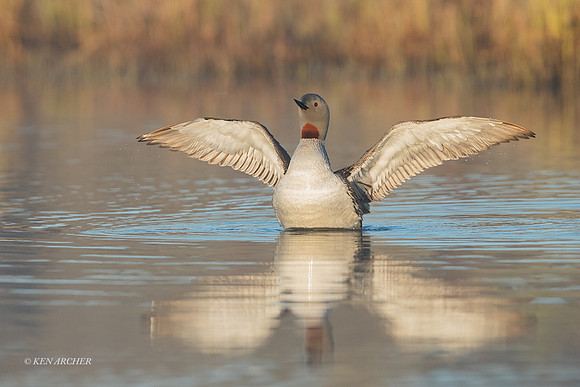 NMRL02219 - Red-throated Loon