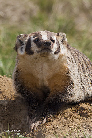 BR00123 - Badger