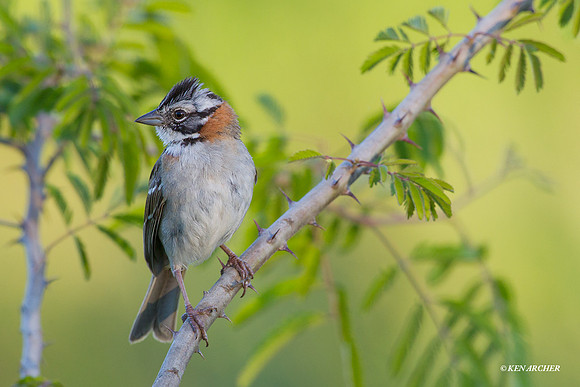 Rufous-collared Sparrow - ARBD01697