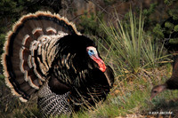 MMTY440480 Merriam's Tom Turkey