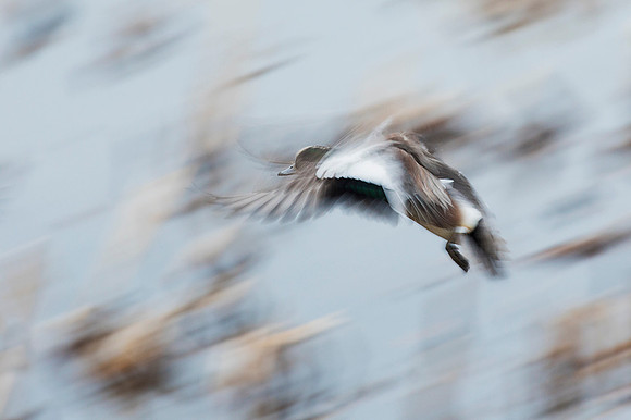 WNFL04589 - American Wigeon