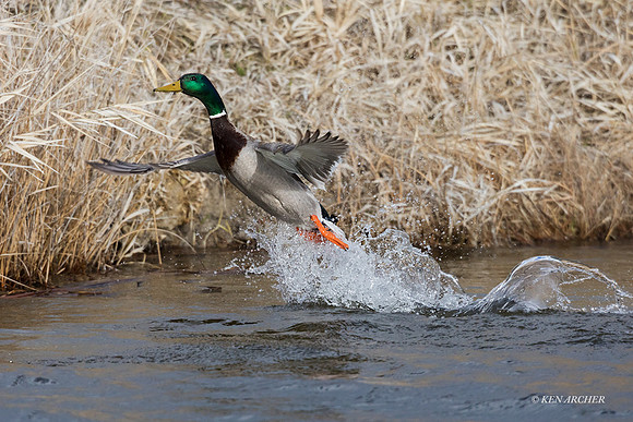MDDK00004 - Mallard Ducks