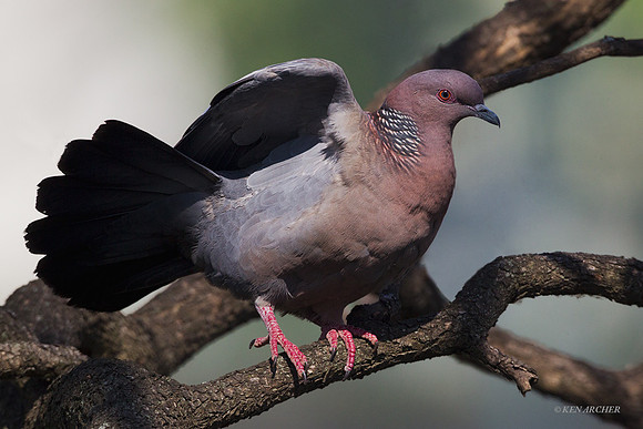 Picazuro Pigeon - ARBD00131