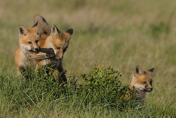 RF00217-Red-Fox-Kit