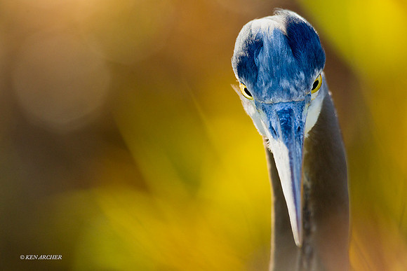 GBHN01196a - Great Blue Heron