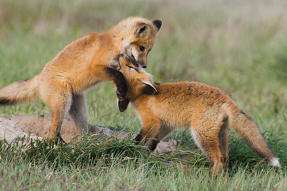 RF00275-Red-Fox-Kit