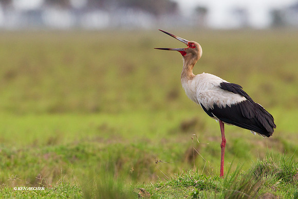 Maguari Stork - ARSB00989