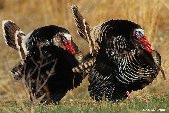 MMTY440904 Merriam's Tom Turkey