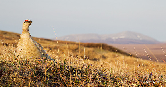 Rock Ptarmigan - NMRM00180