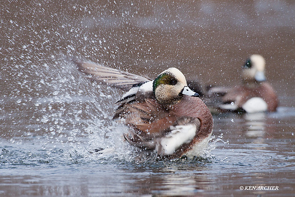 WN00504 American Widgeon Duck
