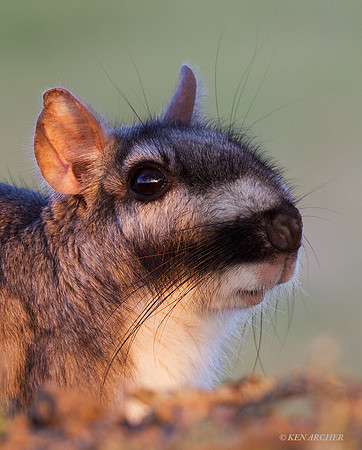 Plains Viscacha - ARML00239