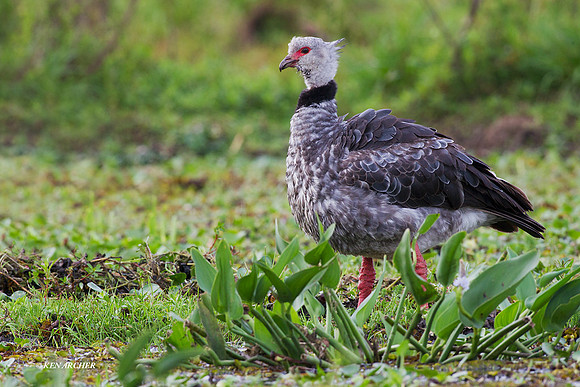 Southern Screamer - ARBD01117