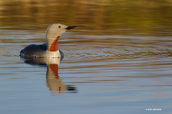 NMRL00893 - Red-throated Loon
