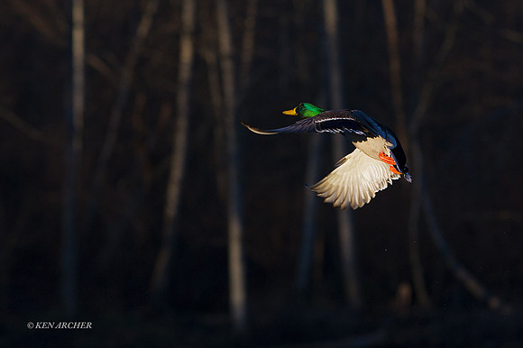 MDFL05484 - Mallard Duck