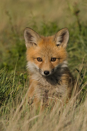 RF00410-Red-Fox-Kit