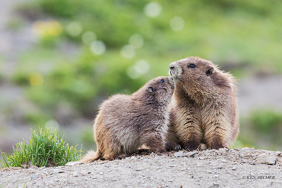 OMT00387 - Olympic Marmot