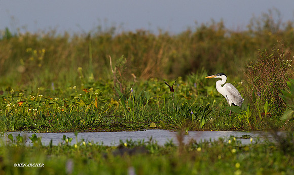 Ibera Marshes, Argentina - ARSB00994