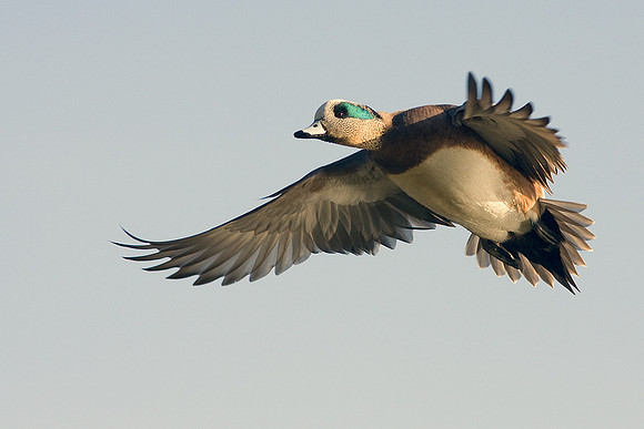 WNFL00708-American-Widgeon-Duck