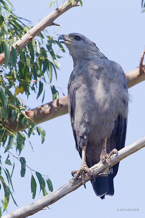 Crowned Eagle - ARRP00235