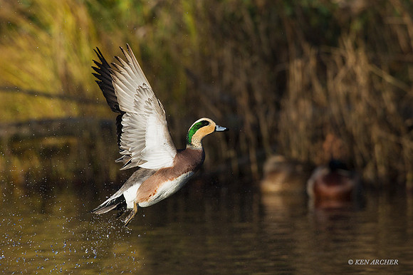 WNFL03756 - American Wigeon