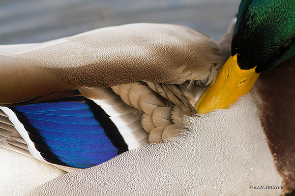 MDDK00104 - Mallard Duck