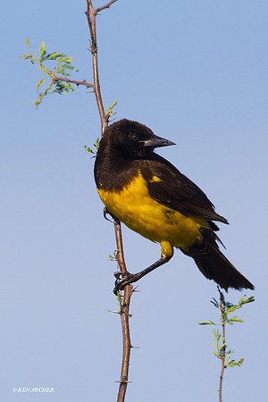 Yellow-rumped Marshbird - ARBD01042
